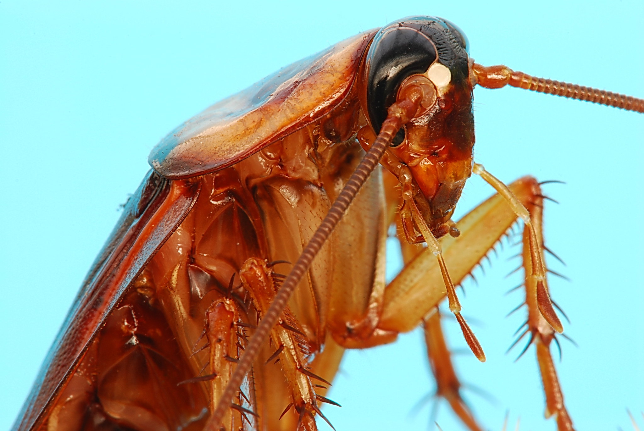 Des scientifiques ont réalisé un pain à la farine de cafard des scientifiques ont realise un pain a la farine de cafard 1 1 des-scientifiques-ont-realise-un-pain-a-la-farine-de-cafard-1
