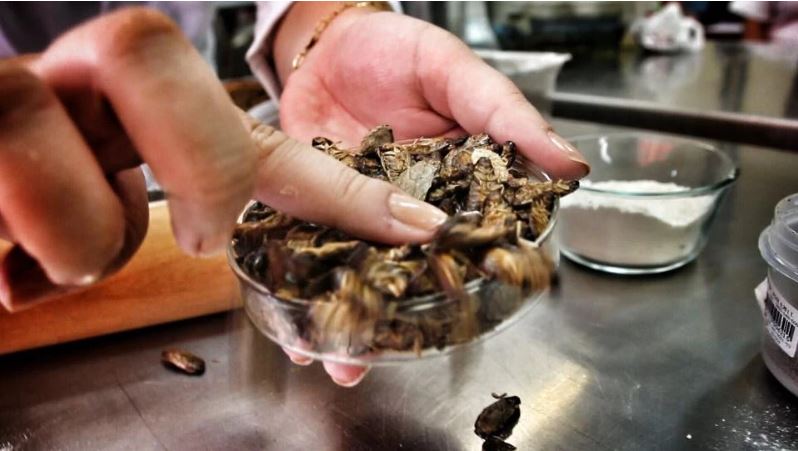 Des scientifiques ont réalisé un pain à la farine de cafard des scientifiques ont realise un pain a la farine de cafard 3 des-scientifiques-ont-realise-un-pain-a-la-farine-de-cafard-3