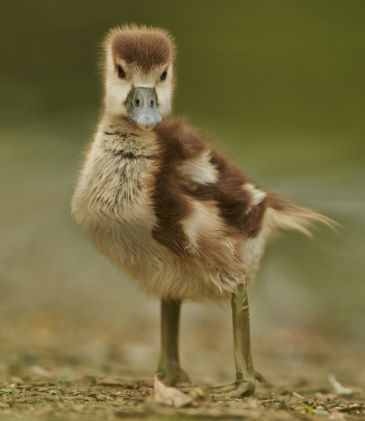 Les animaux en cubes style Minecraft de Aditya Aryanto Les animaux en cubes style minecraft de Aditya Aryanto 10 canard Les animaux en cubes style minecraft de Aditya Aryanto canard