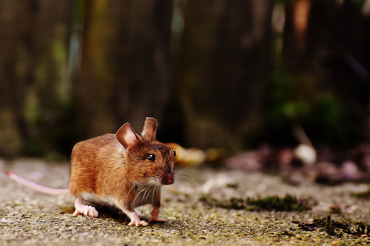 Les animaux en cubes style Minecraft de Aditya Aryanto Les animaux en cubes style minecraft de Aditya Aryanto 11 mulot Les animaux en cubes style minecraft de Aditya Aryanto mulot