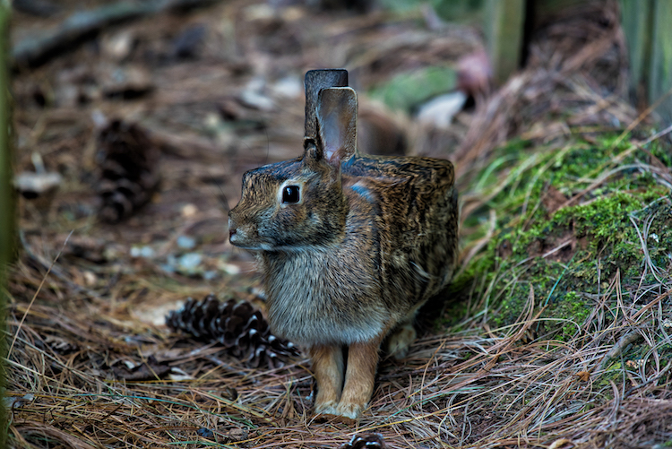Les animaux en cubes style Minecraft de Aditya Aryanto Les animaux en cubes style minecraft de Aditya Aryanto 12 lievre Les animaux en cubes style minecraft de Aditya Aryanto lièvre