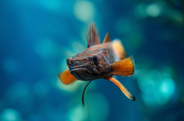 Les animaux en cubes style Minecraft de Aditya Aryanto Les animaux en cubes style minecraft de Aditya Aryanto 13 poisson Les animaux en cubes style minecraft de Aditya Aryanto pison