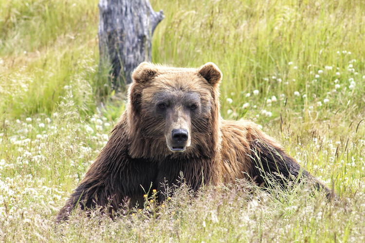Les animaux en cubes style Minecraft de Aditya Aryanto Les animaux en cubes style minecraft de Aditya Aryanto 14 grizzly Les animaux en cubes style minecraft de Aditya Aryanto grizzly