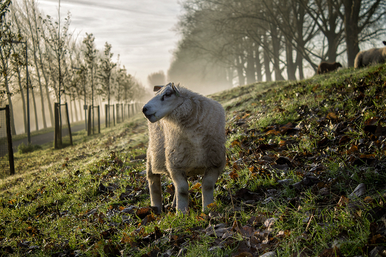 Les animaux en cubes style Minecraft de Aditya Aryanto Les animaux en cubes style minecraft de Aditya Aryanto 15 mouton Les animaux en cubes style minecraft de Aditya Aryanto mouton