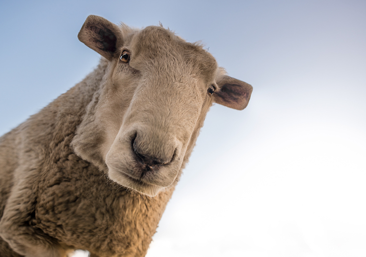 Les animaux en cubes style Minecraft de Aditya Aryanto Les animaux en cubes style minecraft de Aditya Aryanto 16 Les animaux en cubes style minecraft de Aditya Aryanto