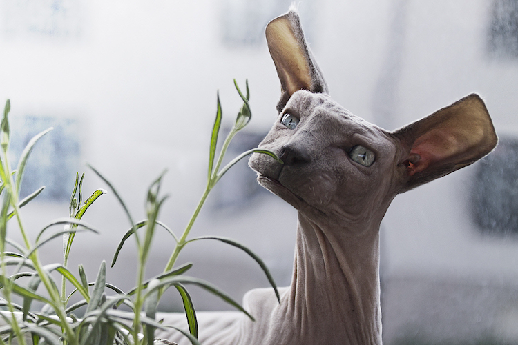 Les animaux en cubes style Minecraft de Aditya Aryanto Les animaux en cubes style minecraft de Aditya Aryanto 17 chat Les animaux en cubes style minecraft de Aditya Aryanto sphynx