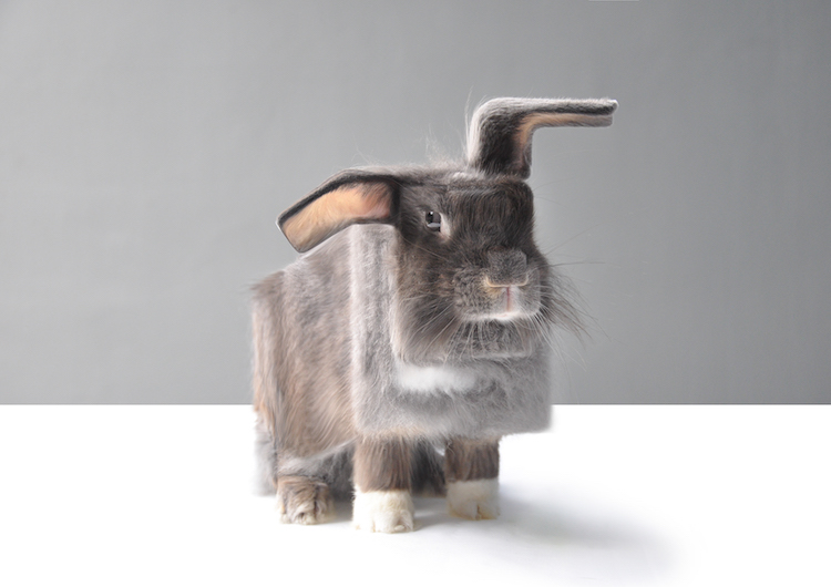 Les animaux en cubes style Minecraft de Aditya Aryanto Les animaux en cubes style minecraft de Aditya Aryanto 2 lapin Les animaux en cubes style minecraft de Aditya Aryanto lapin