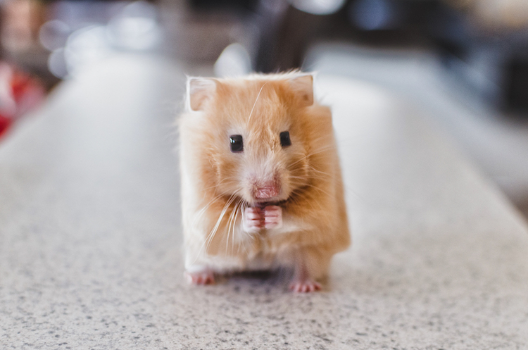 Les animaux en cubes style Minecraft de Aditya Aryanto Les animaux en cubes style minecraft de Aditya Aryanto 4 hamster Les animaux en cubes style minecraft de Aditya Aryanto hamster