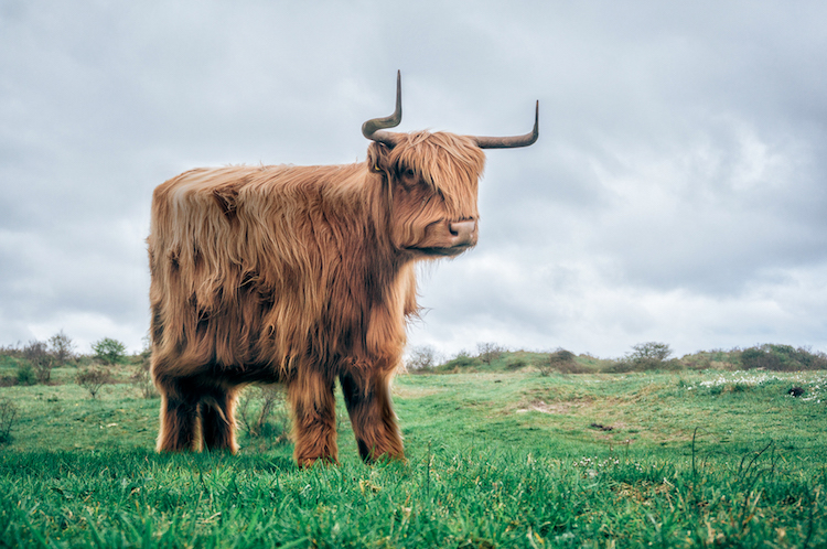 Les animaux en cubes style Minecraft de Aditya Aryanto Les animaux en cubes style minecraft de Aditya Aryanto 5 vache Les animaux en cubes style minecraft de Aditya Aryanto vache