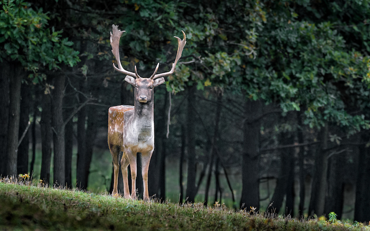 Les animaux en cubes style Minecraft de Aditya Aryanto Les animaux en cubes style minecraft de Aditya Aryanto 8 cerf Les animaux en cubes style minecraft de Aditya Aryanto cerf