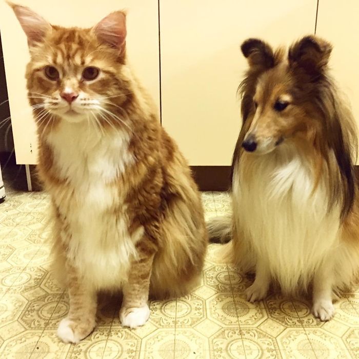 Omar, candidat au chat le plus long du monde le chat le plus long du monde Omar le maine coon geant 5 Omar, le chat le plus long du monde 5