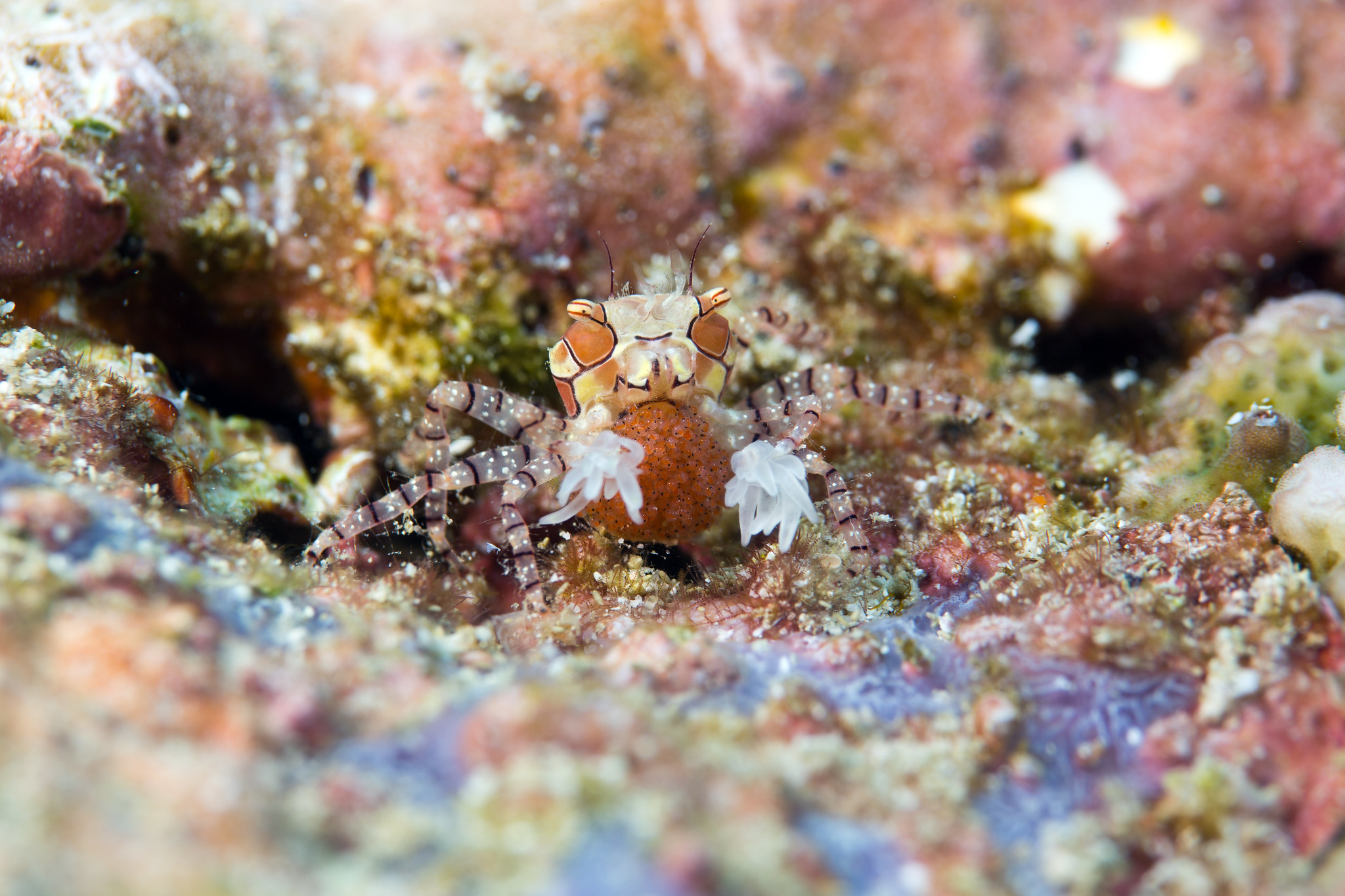 Le pom-pom crabe ou crabe boxeur, un danseur des fonds marins Le pom pom crabe ou crabe boxeur 2 1 Le-pom-pom-crabe-ou-crabe-boxeur-2