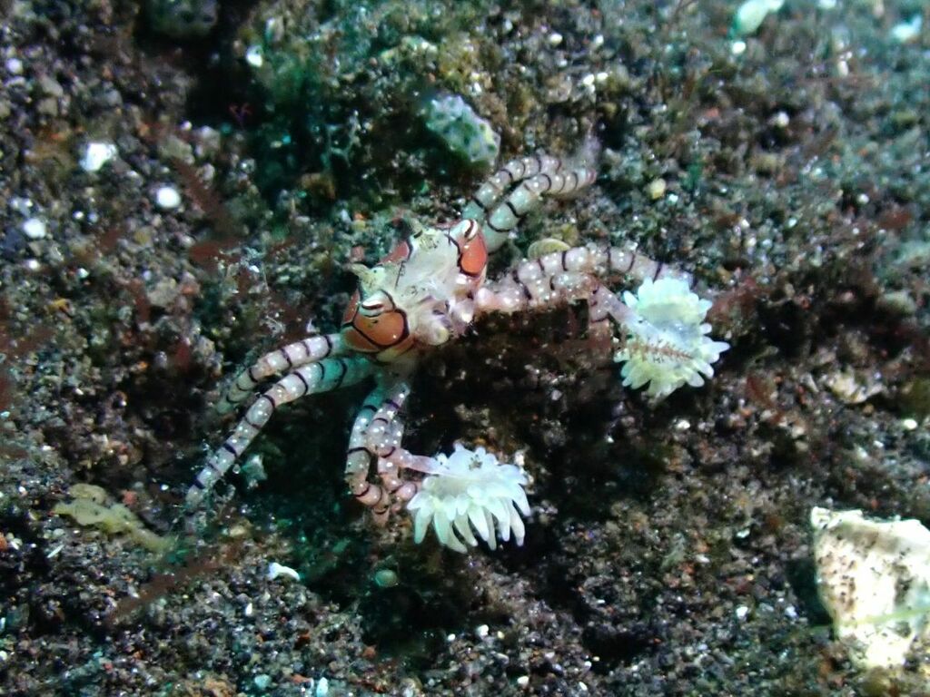 Le pom-pom crabe ou crabe boxeur, un danseur des fonds marins Le pom pom crabe ou crabe boxeur 5 Le-pom-pom-crabe-ou-crabe-boxeur-5