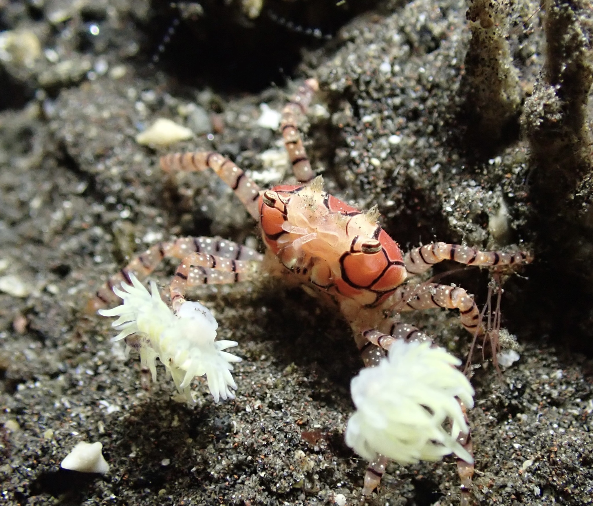 Le pom-pom crabe ou crabe boxeur, un danseur des fonds marins Le pom pom crabe ou crabe boxeur 6 Le-pom-pom-crabe-ou-crabe-boxeur-6