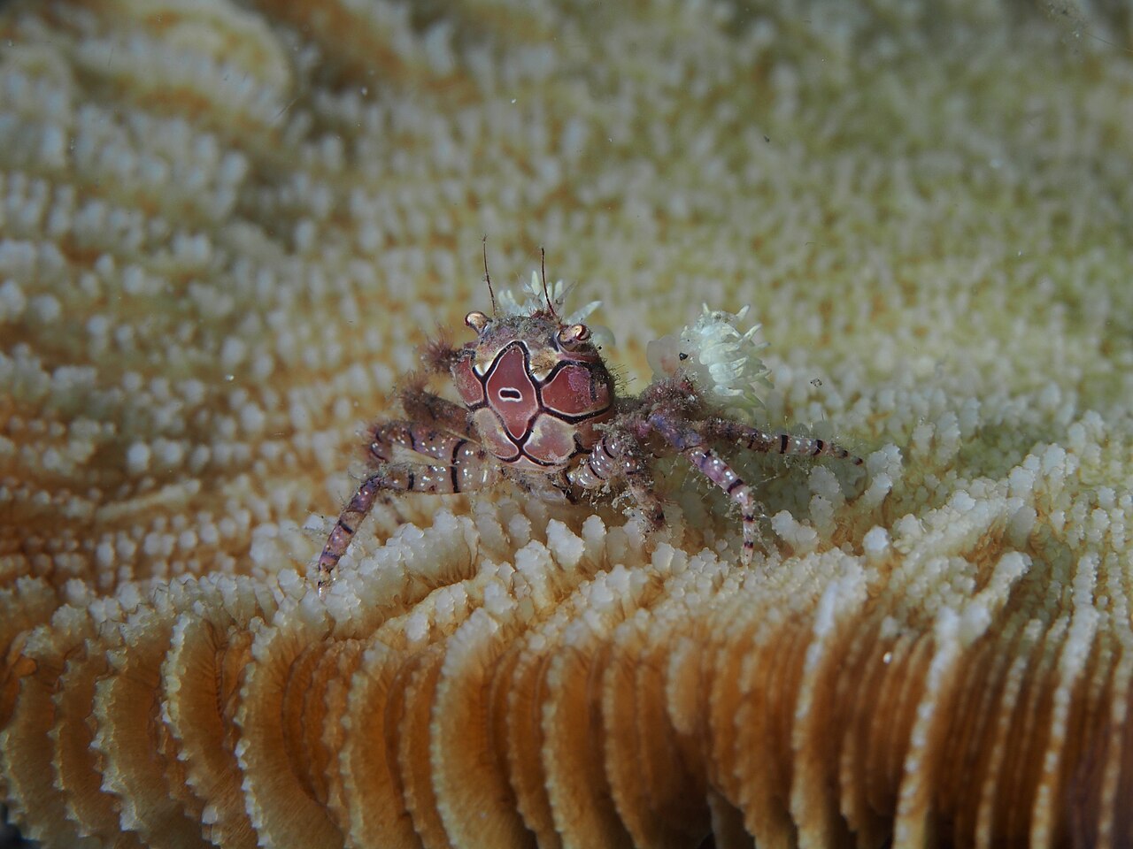 Crabe boxeur Lybia tessellata tenant deux anémones dans ses pinces Crabe boxeur Lybia tessellata tenant deux anémones dans ses pinces