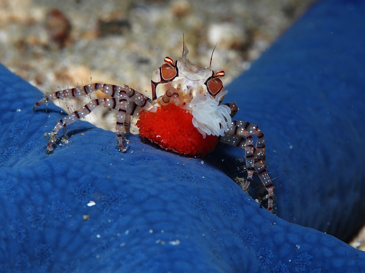 Crabe boxeur femelle Lybia tessellata portant des œufs et une seule anémone Crabe boxeur femelle Lybia tessellata portant des œufs et une seule anémone