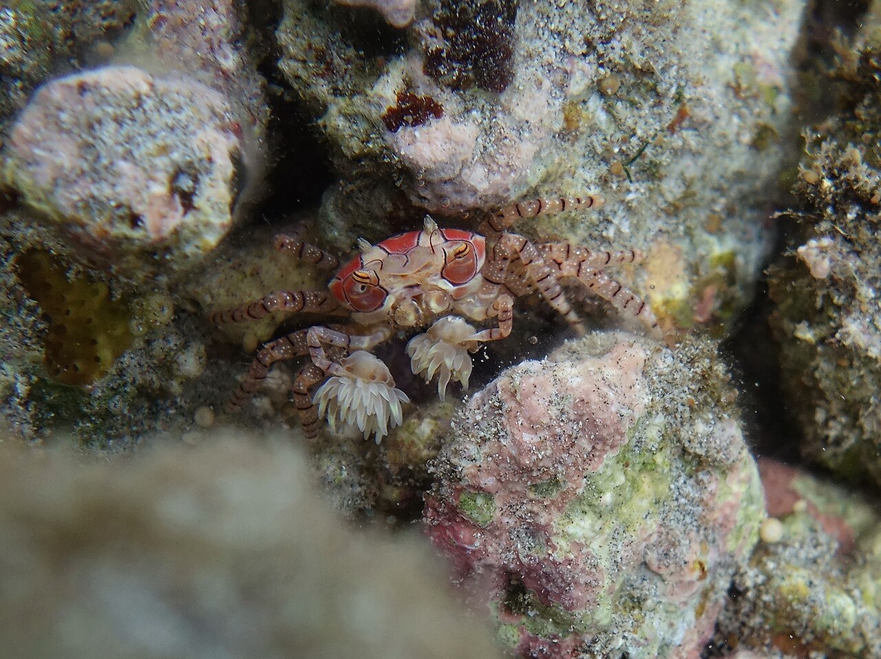 Crabe boxeur Lybia tessellata photographié à La Réunion Crabe boxeur Lybia tessellata photographié à La Réunion