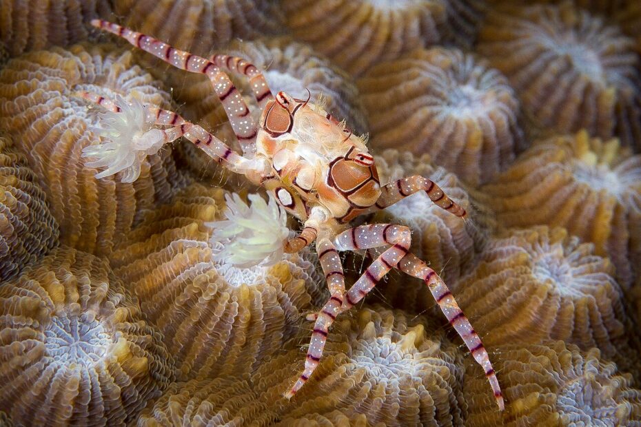 Crabe boxeur : le pom-pom crabe qui brandit deux anémones crabe pompon lybia tessellata anemones Crabe pompon Lybia tessellata avec ses deux anémones
