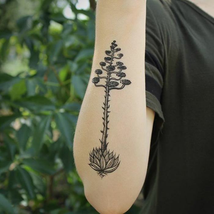 25 magnifiques tatouages de succulents 25 magnifiques tatouages de succulents 19 25 magnifiques tatouages de succulents 19