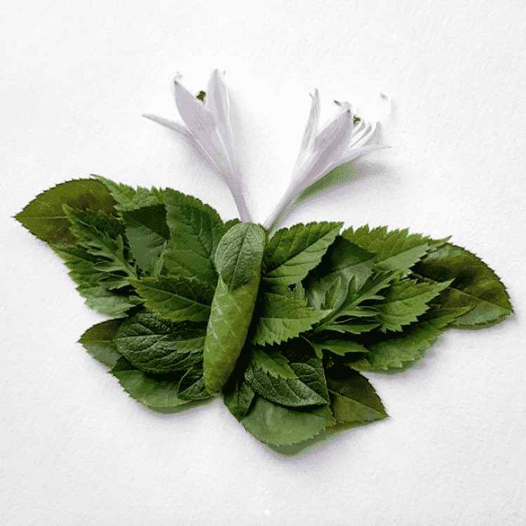 Des insectes avec des arrangements de fleurs et de plantes par Raku Inoue des insectes avec des arrangements de fleurs et de plantes par Raku Inoue 8 Des insectes avec des arrangements de fleurs et de plantes par Raku Inoue 9