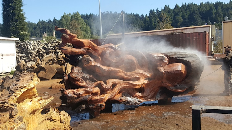 Une fabuleuse sculpture de pieuvre dans un tronc de sequoia par Jeffrey Michael Samudosky une fabuleuse sculpture de pieuvre dans un tronc de sequoia par Jeffrey Michael Samudosky 8 Une fabuleuse sculpture de pieuvre dans un tronc de sequoia par Jeffrey Michael Samudosky 8