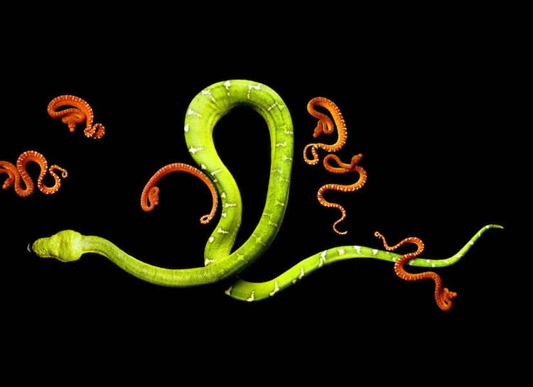 Les magnifiques portraits de serpents colorés de Mark Laita Les magnifiques portraits de serpents colores de Mark Laita 10 Les magnifiques portraits de serpents colorés de Mark Laita 10