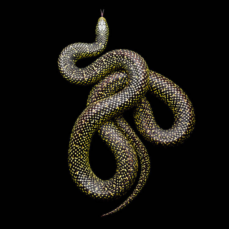 Les magnifiques portraits de serpents colorés de Mark Laita Les magnifiques portraits de serpents colores de Mark Laita 11 Les magnifiques portraits de serpents colorés de Mark Laita 11