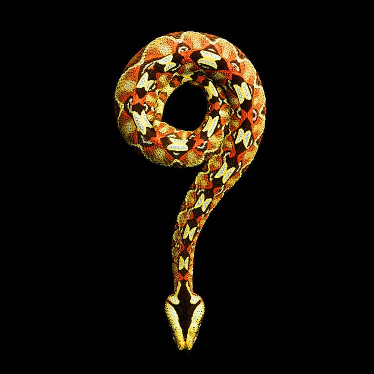 Les magnifiques portraits de serpents colorés de Mark Laita Les magnifiques portraits de serpents colores de Mark Laita 4 Les magnifiques portraits de serpents colorés de Mark Laita 4