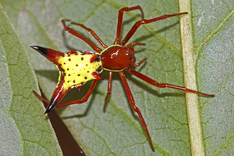 Micrathena sagittata : l'araignée Pikachu Micrathena sagittata l araignee Pikachu 3 Micrathena-sagittata-l-araignee-Pikachu-3