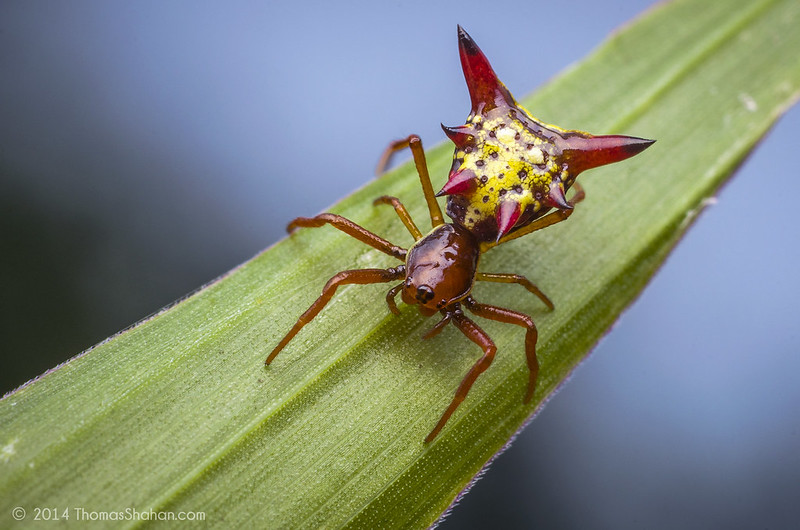 Micrathena sagittata : l'araignée Pikachu Micrathena sagittata l araignee Pikachu 6 Micrathena-sagittata-l-araignee-Pikachu-6