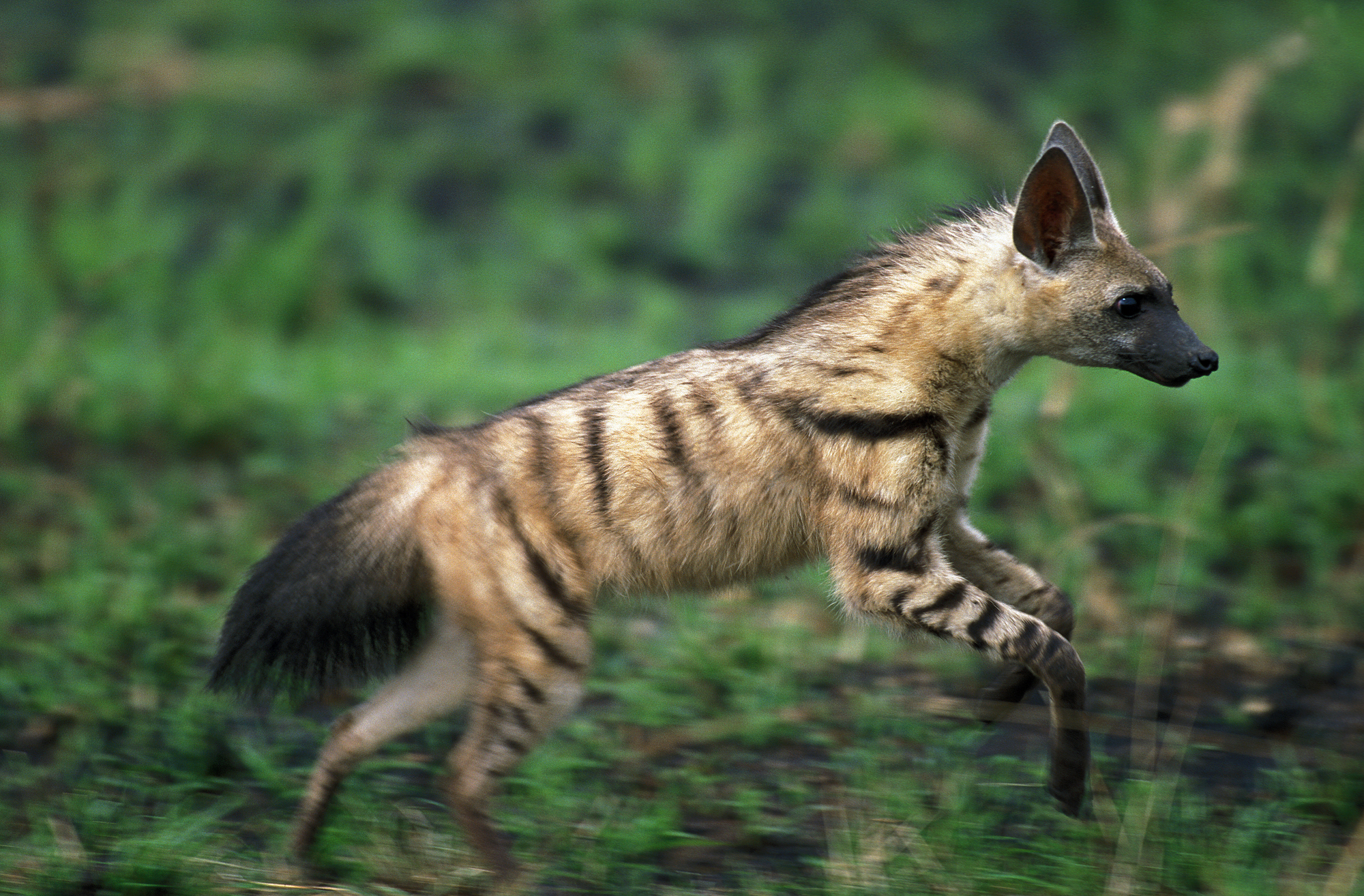 Le protèle ou loup fouisseur, un mangeur de termites méconnu Le protele ou loup fouisseur un animal mignon mais peu connu 1 1 Le-protele-ou-loup-fouisseur-un-animal-mignon-mais-peu-connu-1-1