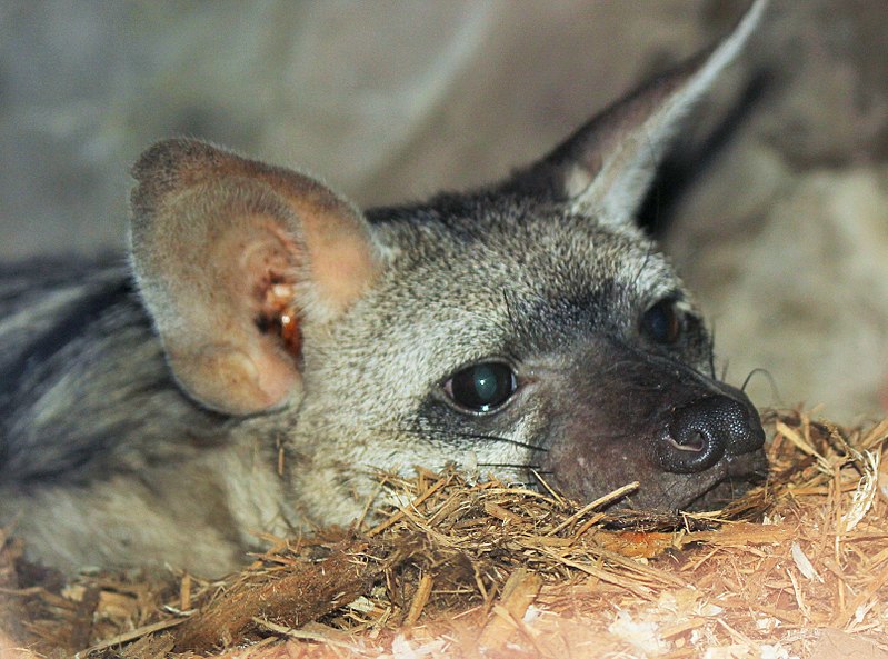 Le protèle ou loup fouisseur, un mangeur de termites méconnu Le protele ou loup fouisseur un animal mignon mais peu connu 1 Le-protele-ou-loup-fouisseur-un-animal-mignon-mais-peu-connu-1
