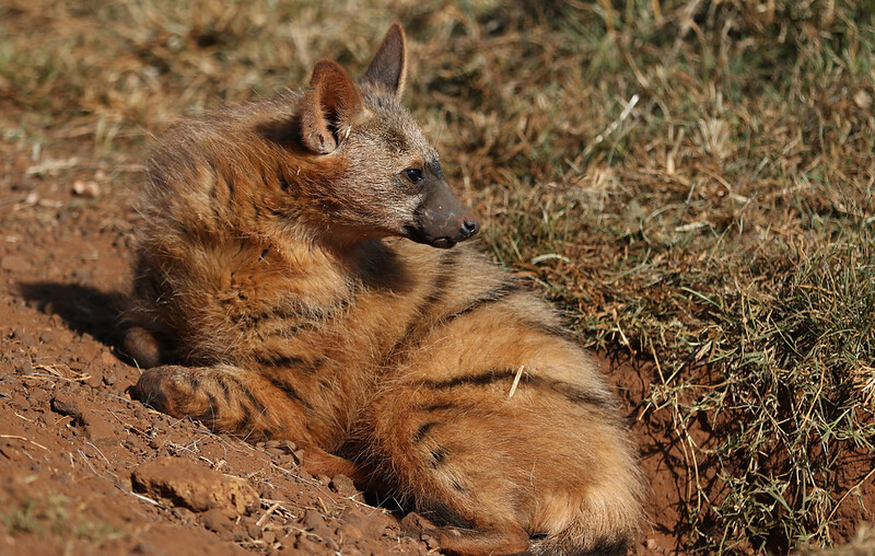 Le protèle ou loup fouisseur, un mangeur de termites méconnu Le protele ou loup fouisseur un animal mignon mais peu connu 10 Le-protele-ou-loup-fouisseur-un-animal-mignon-mais-peu-connu-10