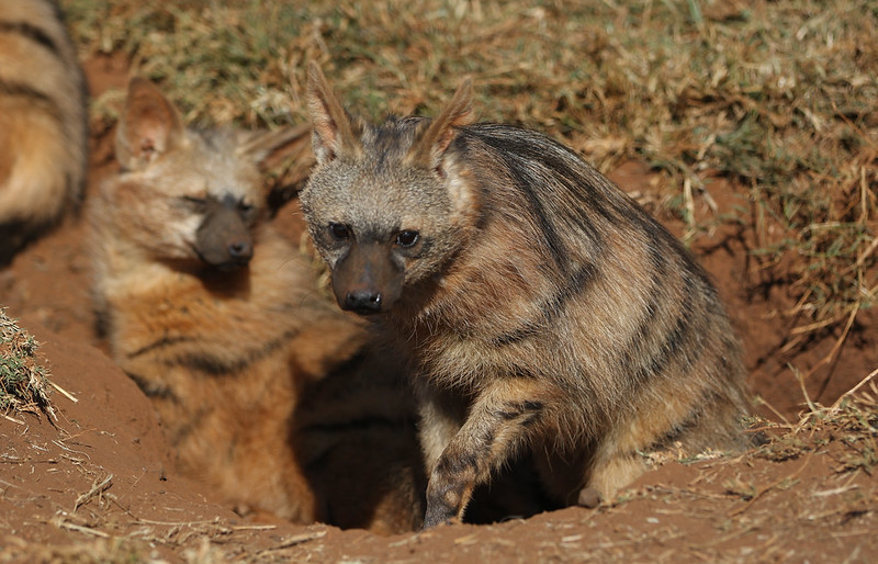 Le protèle ou loup fouisseur, un mangeur de termites méconnu Le protele ou loup fouisseur un animal mignon mais peu connu 11 Le-protele-ou-loup-fouisseur-un-animal-mignon-mais-peu-connu-11