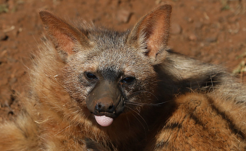 Le protèle ou loup fouisseur, un mangeur de termites méconnu Le protele ou loup fouisseur un animal mignon mais peu connu 12 Le-protele-ou-loup-fouisseur-un-animal-mignon-mais-peu-connu-12