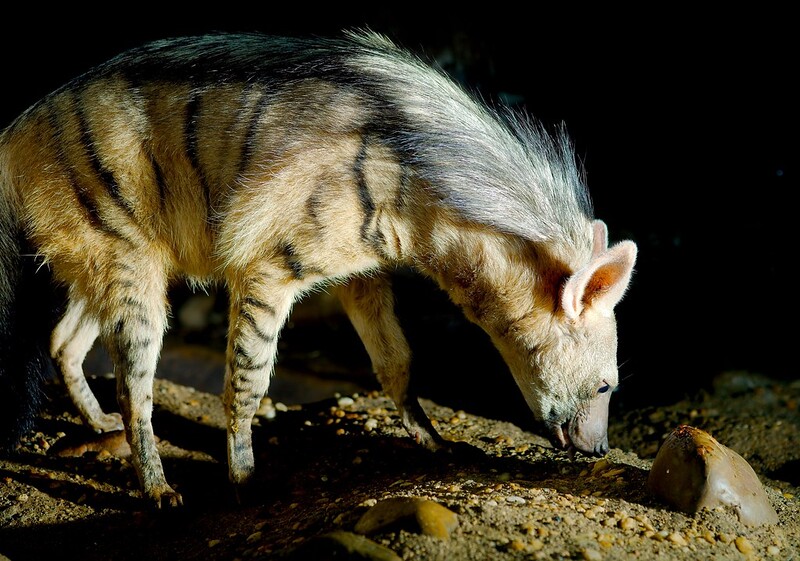 Le protèle ou loup fouisseur, un mangeur de termites méconnu Le protele ou loup fouisseur un animal mignon mais peu connu 15 Le-protele-ou-loup-fouisseur-un-animal-mignon-mais-peu-connu-15