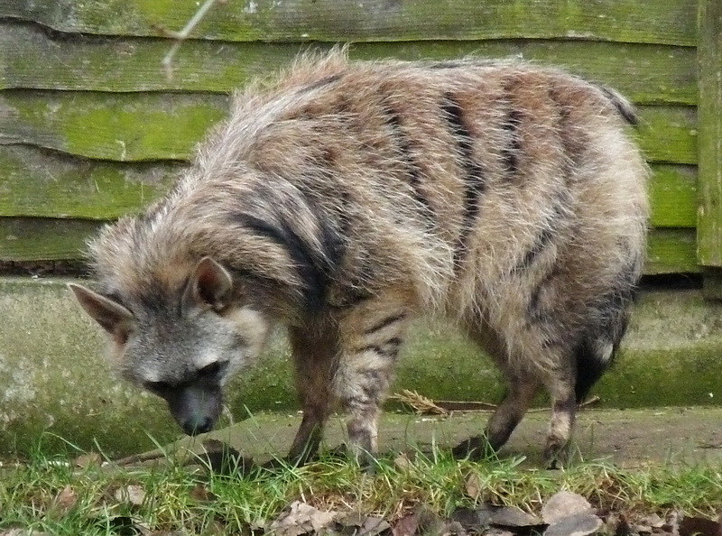 Le protèle ou loup fouisseur, un mangeur de termites méconnu Le protele ou loup fouisseur un animal mignon mais peu connu 3 Le-protele-ou-loup-fouisseur-un-animal-mignon-mais-peu-connu-3