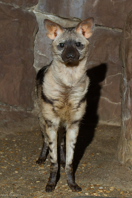 Le protèle ou loup fouisseur, un mangeur de termites méconnu Le protele ou loup fouisseur un animal mignon mais peu connu 6 Le-protele-ou-loup-fouisseur-un-animal-mignon-mais-peu-connu-6