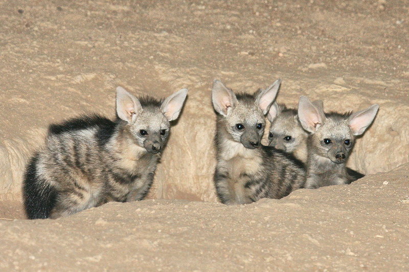 Le protèle ou loup fouisseur, un mangeur de termites méconnu Le protele ou loup fouisseur un animal mignon mais peu connu 8 Le-protele-ou-loup-fouisseur-un-animal-mignon-mais-peu-connu-8