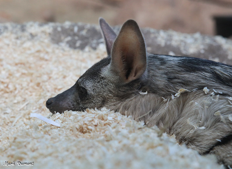 Le protèle ou loup fouisseur, un mangeur de termites méconnu Le protele ou loup fouisseur un animal mignon mais peu connu 9 Le-protele-ou-loup-fouisseur-un-animal-mignon-mais-peu-connu-9