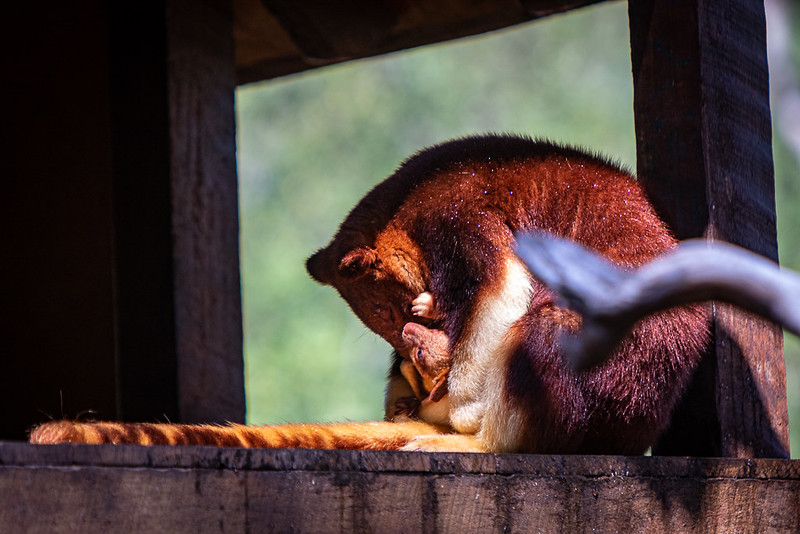 Les Dendrolagues ou kangourous arboricoles Les Dendrolagues ou kangourous arboricoles kangourou peluche arbre 10 Les-Dendrolagues-ou-kangourous-arboricoles-kangourou-peluche-arbre-10