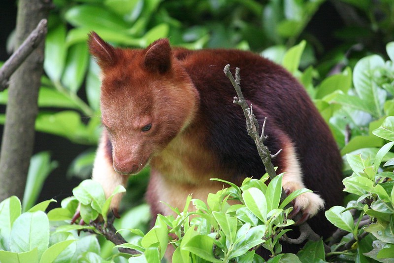 Les Dendrolagues ou kangourous arboricoles Les Dendrolagues ou kangourous arboricoles kangourou peluche arbre 12 Les-Dendrolagues-ou-kangourous-arboricoles-kangourou-peluche-arbre-12