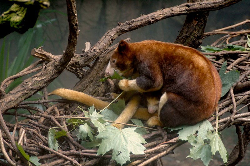 Les Dendrolagues ou kangourous arboricoles Les Dendrolagues ou kangourous arboricoles kangourou peluche arbre 13 Les-Dendrolagues-ou-kangourous-arboricoles-kangourou-peluche-arbre-13
