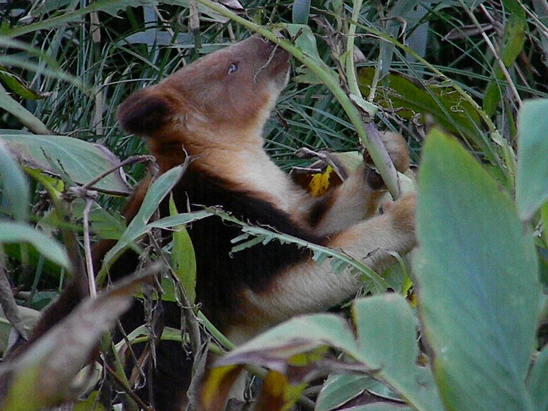 Les Dendrolagues ou kangourous arboricoles Les Dendrolagues ou kangourous arboricoles kangourou peluche arbre 14 Les-Dendrolagues-ou-kangourous-arboricoles-kangourou-peluche-arbre-14