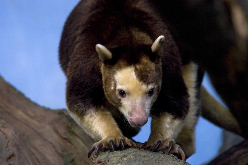 Les Dendrolagues ou kangourous arboricoles Les Dendrolagues ou kangourous arboricoles kangourou peluche arbre 15 Les-Dendrolagues-ou-kangourous-arboricoles-kangourou-peluche-arbre-15