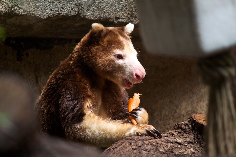 Les Dendrolagues ou kangourous arboricoles Les Dendrolagues ou kangourous arboricoles kangourou peluche arbre 17 Les-Dendrolagues-ou-kangourous-arboricoles-kangourou-peluche-arbre-17
