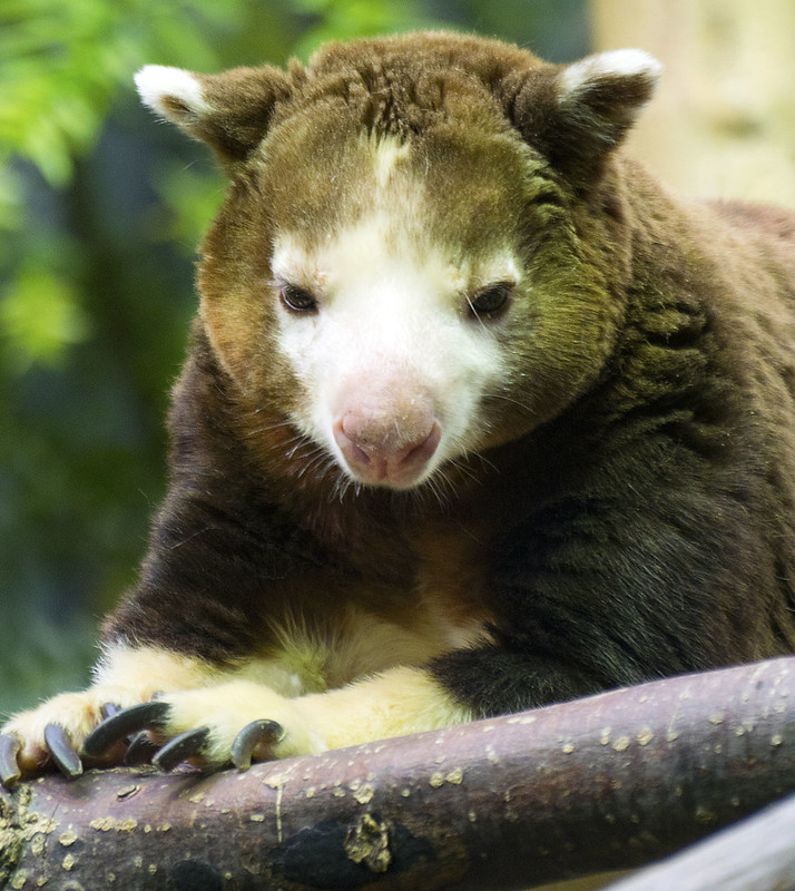 Les Dendrolagues ou kangourous arboricoles Les Dendrolagues ou kangourous arboricoles kangourou peluche arbre 19 Les-Dendrolagues-ou-kangourous-arboricoles-kangourou-peluche-arbre-19