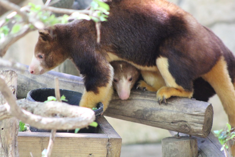 Les Dendrolagues ou kangourous arboricoles Les Dendrolagues ou kangourous arboricoles kangourou peluche arbre 2 Les-Dendrolagues-ou-kangourous-arboricoles-kangourou-peluche-arbre-2