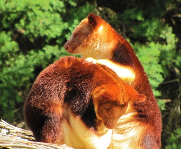 Les Dendrolagues ou kangourous arboricoles Les Dendrolagues ou kangourous arboricoles kangourou peluche arbre 20 Les-Dendrolagues-ou-kangourous-arboricoles-kangourou-peluche-arbre-20