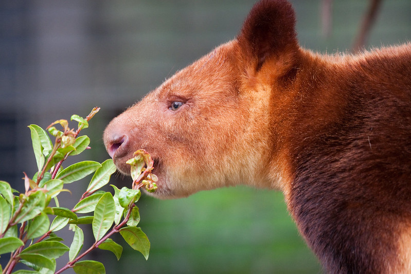 Les Dendrolagues ou kangourous arboricoles Les Dendrolagues ou kangourous arboricoles kangourou peluche arbre 21 Les-Dendrolagues-ou-kangourous-arboricoles-kangourou-peluche-arbre-21